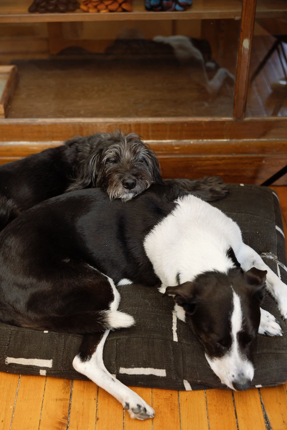 Two dogs rest on a cushioned bed, showcasing the Corduroy Baseball Hat - Olive, highlighting its soft, thin-wale texture, 6-panel design, and adjustable strap, embodying Dant's commitment to classic, crafted menswear.